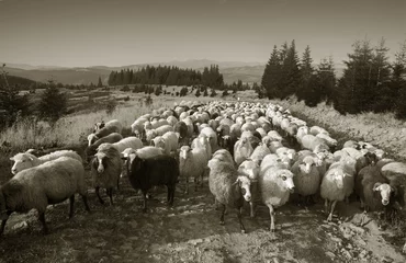 Papier Peint photo Moutons Black and white photo of sheep