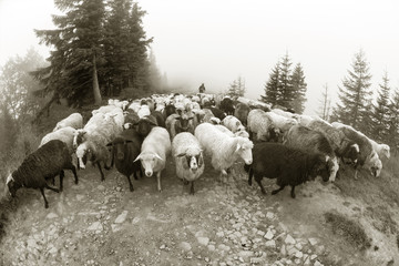 Black and white photo of sheep