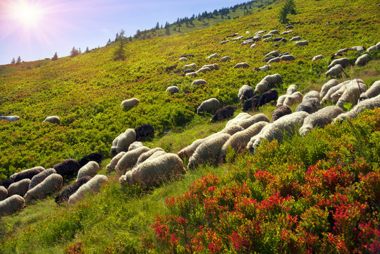 Sheep on a mountain pasture