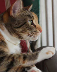 Gazing cat