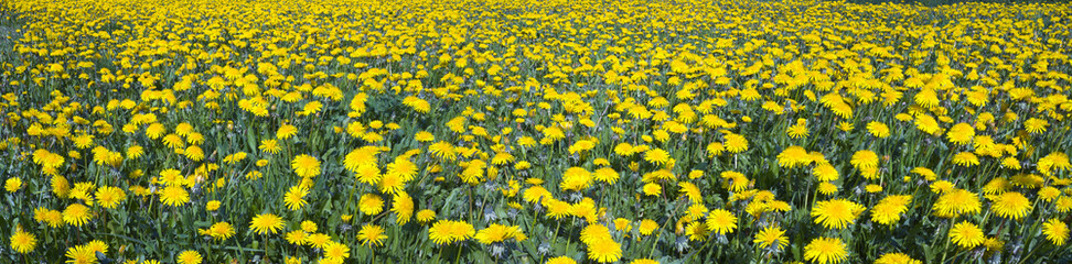 Fototapeta premium Dandelions on the lawn