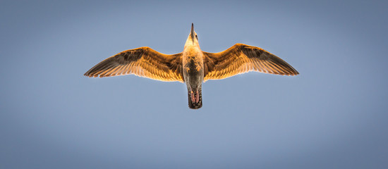 Bird Flying