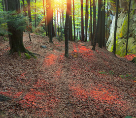 fiery glare on leaves