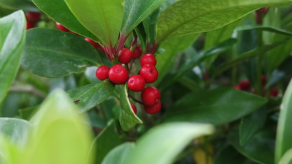 Red berries