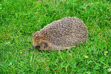 Prickly hedgehog on a green grass