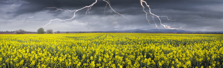 Thunderstorm  on rapeseed field