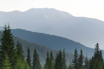 Spruce forest in the Ukrainian Carpathians. Sustainable clear ecosystem