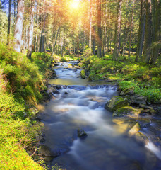 Prut river in the wild forest