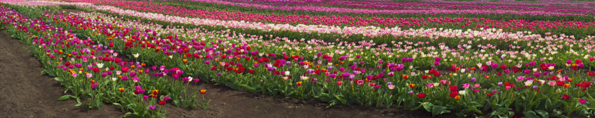 Tulips in the Carpathian region