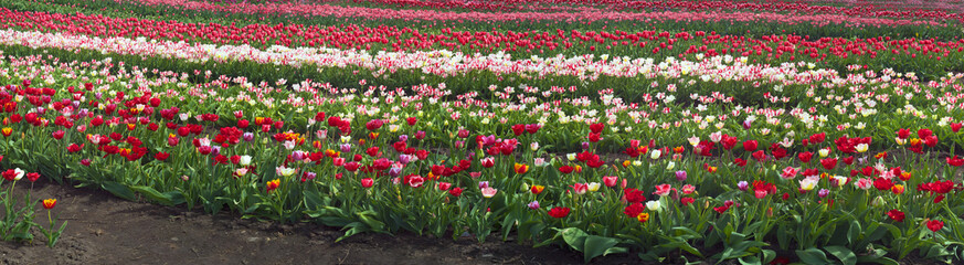 Tulips in the Carpathian region