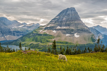Mountain goat above mountain lake in Montana
