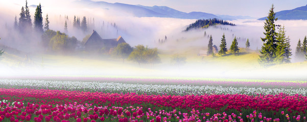 Field of tulips in the Carpathians