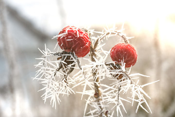 Kunstwerk der Natur - große Eiskristalle an reifen Hagebutten im Winter