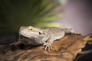 Animal Lizard, Bearded Dragon on mirror background