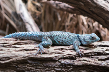 Close-up photo of a Blue spiny lizard (Sceloporus serrifer cyanogenys) resting on a tree.
