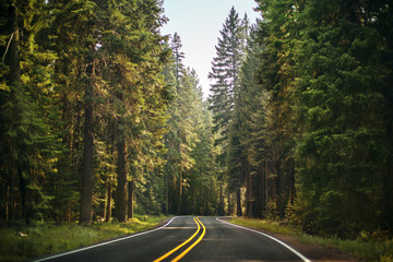 View of empty road through forest