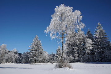 Landschaft im Winter, Bäume mit Raureif