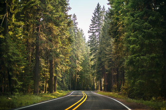 View of empty road through forest