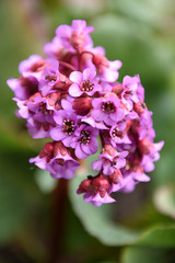 bergenia