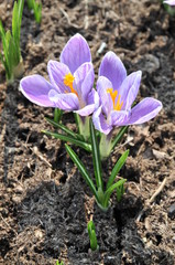 krokus