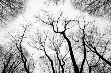 tree silhouettes against a cloudy sky