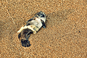 Dead fish on sandy beach.