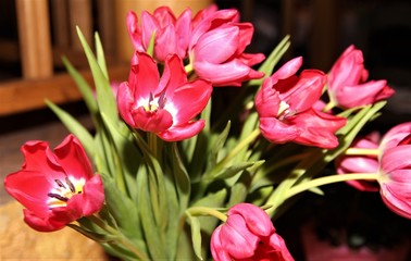 Bunch of tulips in vase. Spring