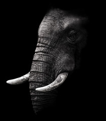 Éléphant en noir et blanc avec un fond sombre