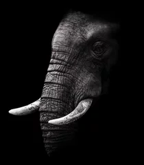 Photo sur Plexiglas Éléphant Éléphant en noir et blanc avec un fond sombre