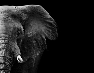 Elephant in black and white with a dark background - obrazy, fototapety, plakaty