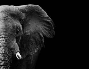 Poster Im Rahmen Elefant in Schwarz-Weiß mit dunklem Hintergrund © donvanstaden