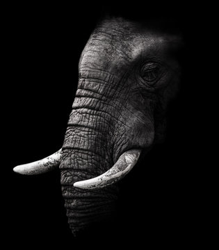 Fototapeta Elephant in black and white with a dark background