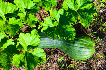 Latouche's Frog, Kuatun Rana latouchii butternut green pumpkin