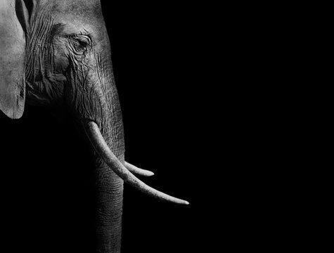 Fototapeta Elephant in black and white with a dark background