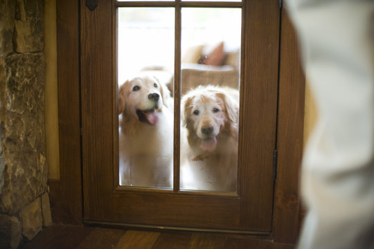 Two Labrador retrievers waiting outside door