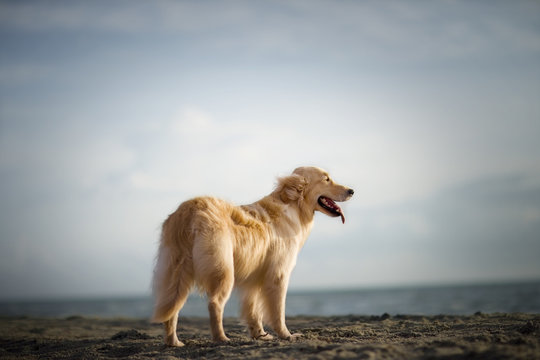 Dog standing on a beach.