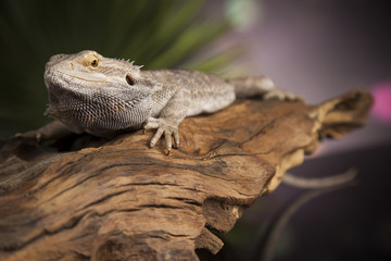 Agama bearded, pet on black background, reptile