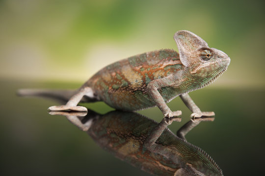 Chameleon lizard isolated on green background