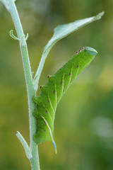 Eyed hawk-moth caterpillar(Smerinthus ocellatus) rest in the ste
