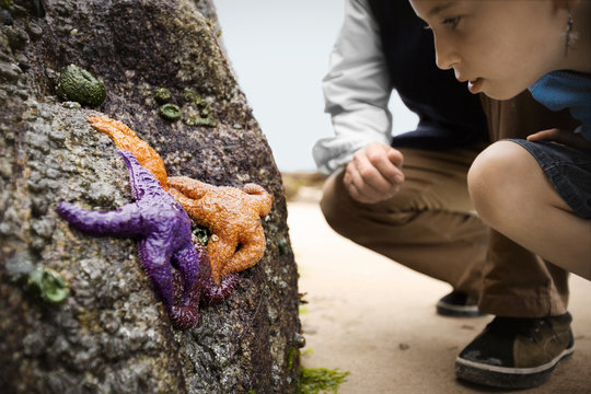 Young girl and a man on a beach bend over to look at colourful starfish on the side of a rock.