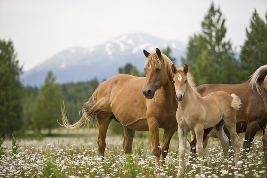 Herd of horses standing on meadow
