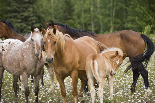 Herd of horses standing in a meadow