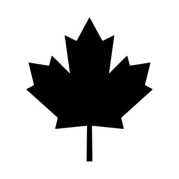 maple leaf canada vector symbol icon design