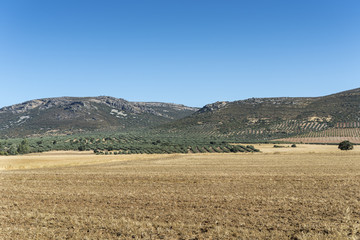 Fototapeta na wymiar Stubble fields in an agricultural landscape in Ciudad Real Province, Spain.