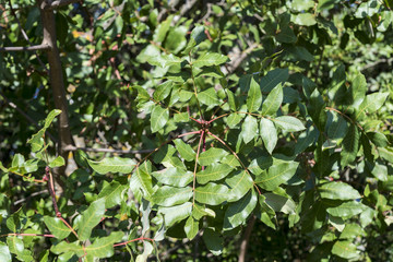 Foliage of Terebinth, Pistacia terebinthus. It is a species in the family Anacardiaceae native to the Mediterranean region. Photo taken in Ciudad Real Province, Spain