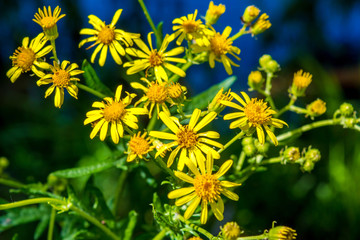 Photo of yellow flowers near blue lake