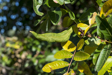 Galls on the leaves of Terebinth, Pistacia terebinthus. It is a species in the family Anacardiaceae...