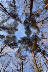Les grands arbres vus de dessous en forêt de Saint-Amand-les-Eaux dans les hauts de France