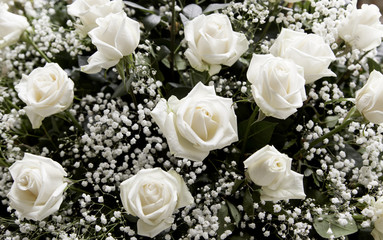 Rose flower planted