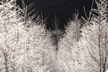 zima na Pojezierzu Drawskim